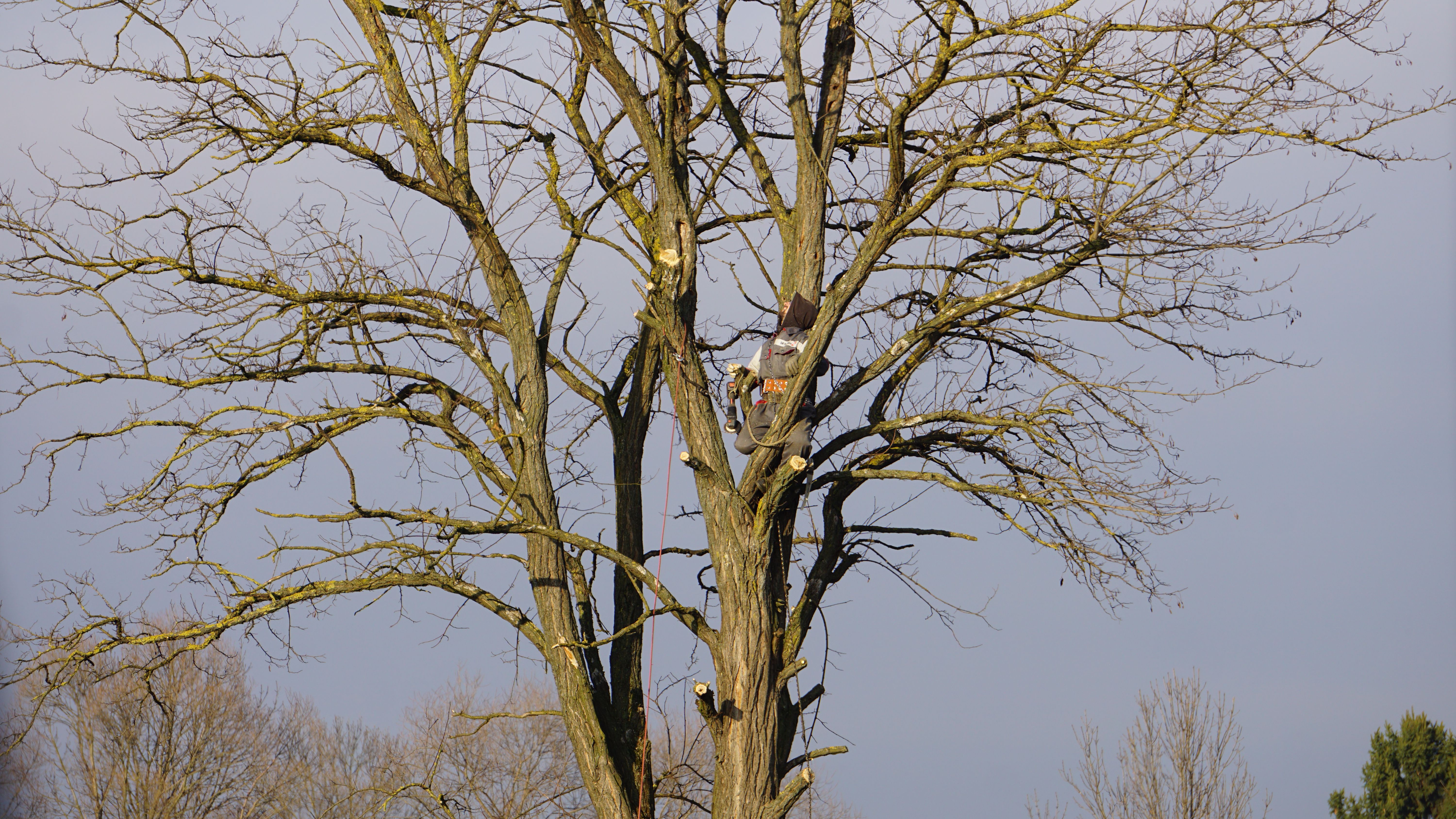 Commercial Tree Service
