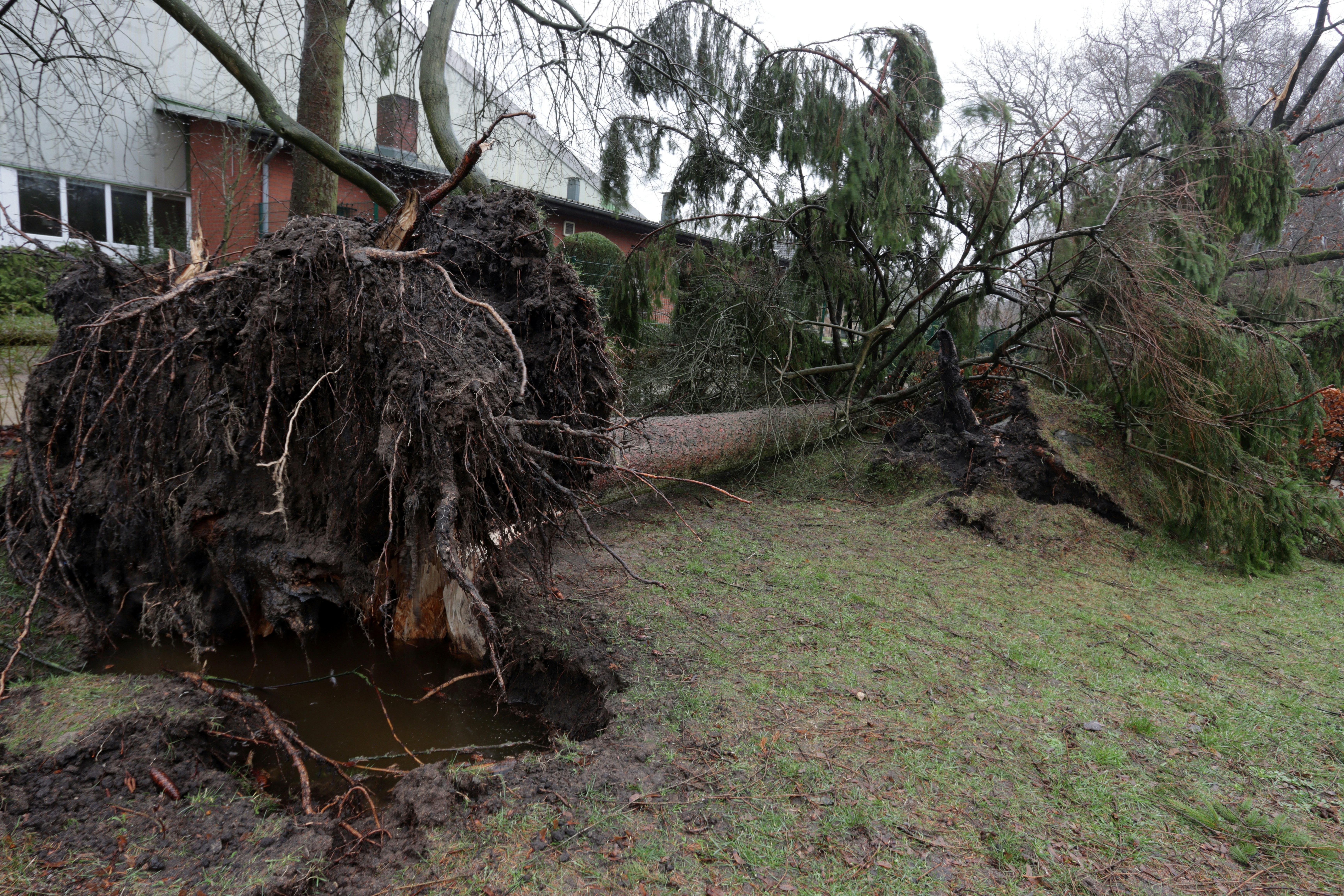 Emergency Tree Service