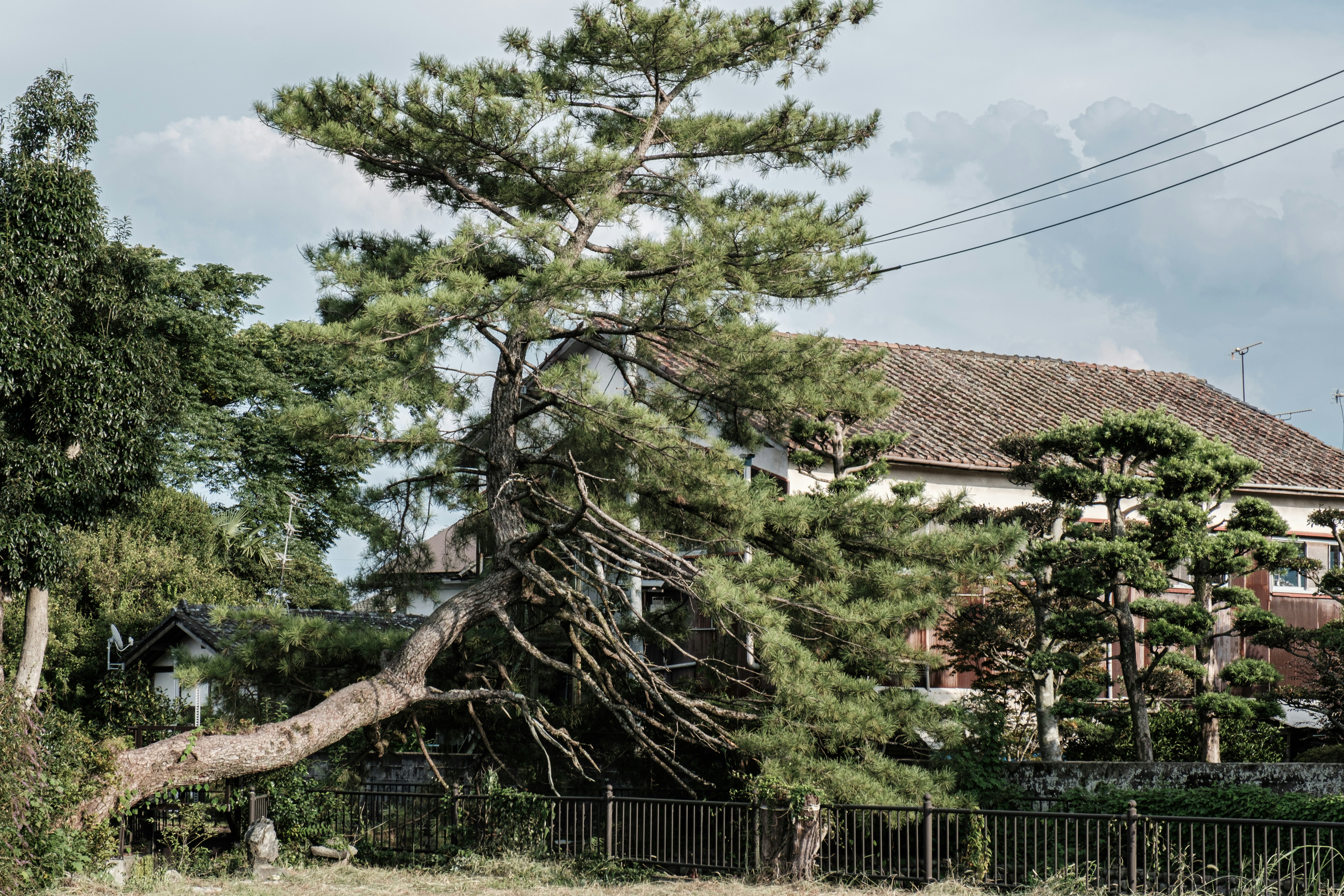 Residential Tree Service