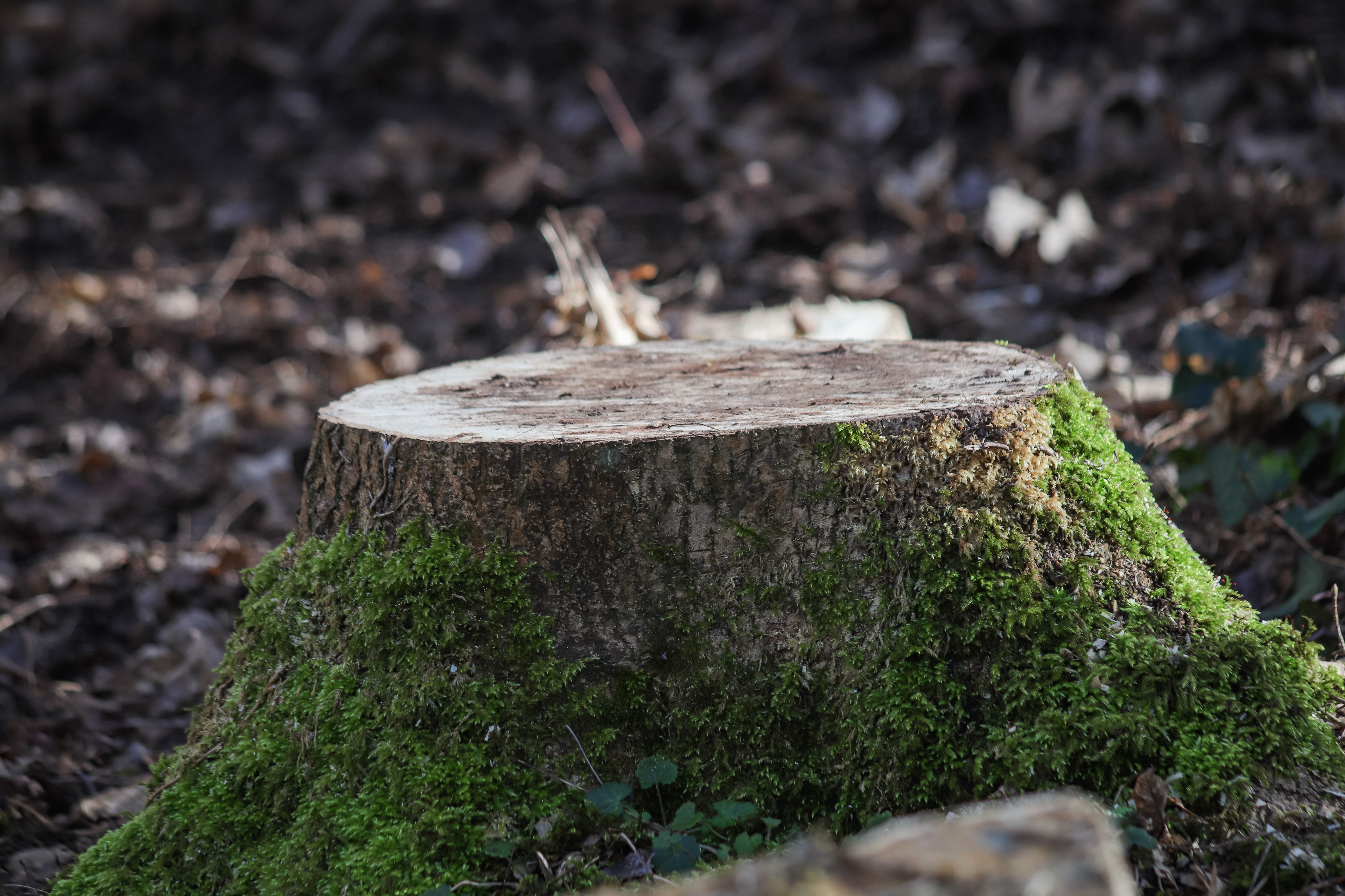 Stump Grinding