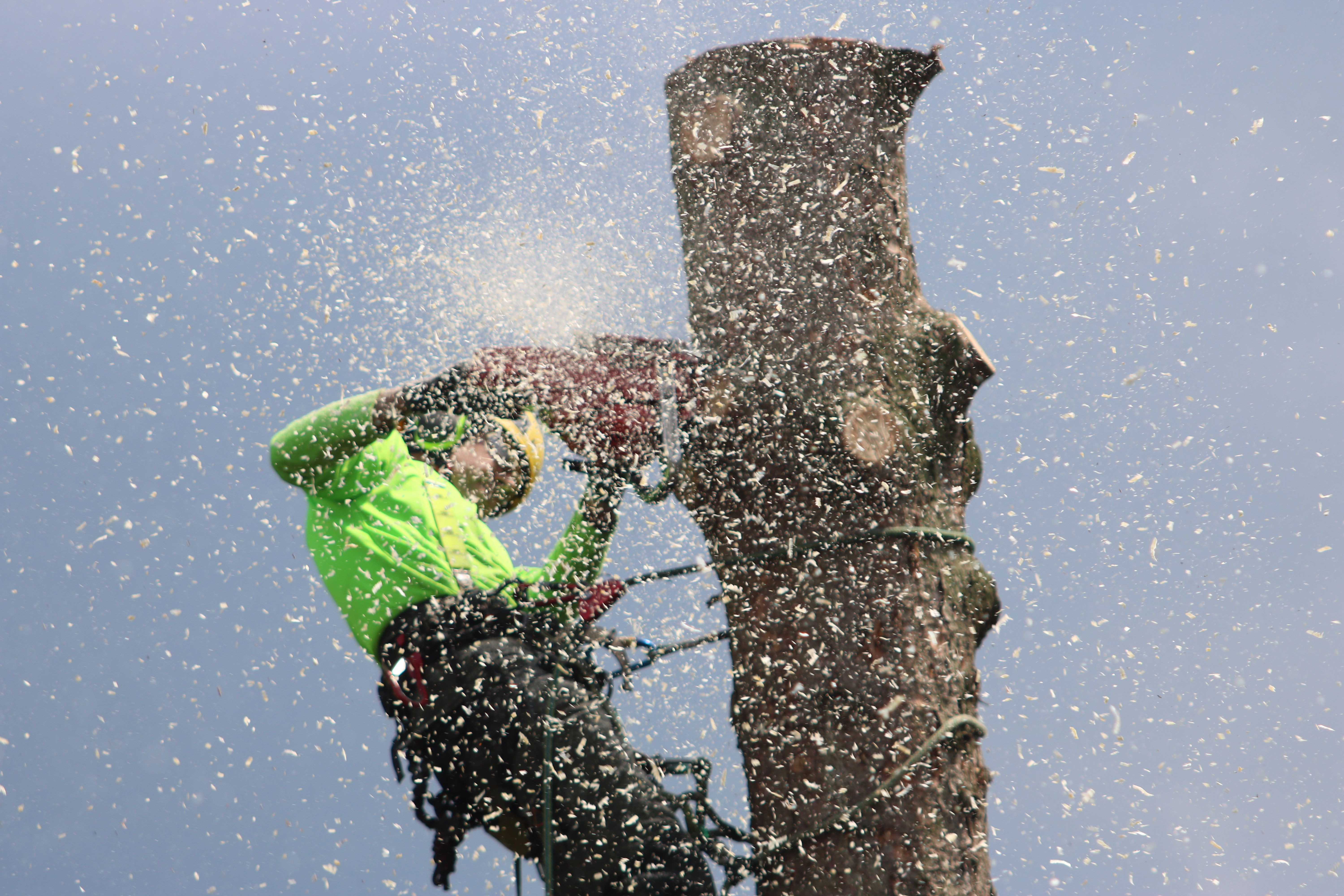 Tree Cutting